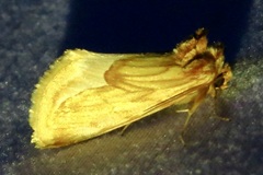 Cirrhophanus dyari