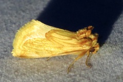 Cirrhophanus dyari