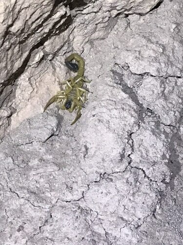 Hottentotta saulcyi