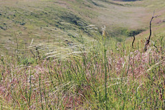 Hesperostipa comata comata