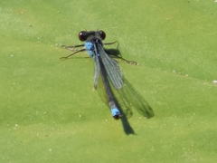 Erythromma