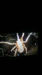 Pycnacantha tribulus