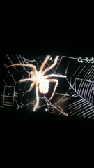 Pycnacantha tribulus