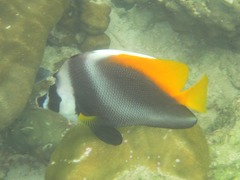 Heniochus singularius