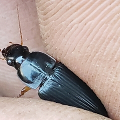 Harpalus pensylvanicus