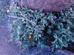 Melolobium microphyllum
