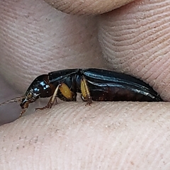 Harpalus pensylvanicus