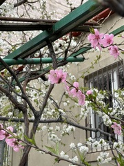 Prunus persica