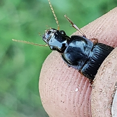 Harpalus pensylvanicus