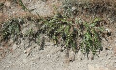 Psephellus declinatus