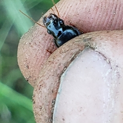 Harpalus pensylvanicus