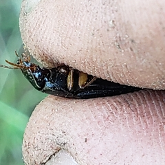 Harpalus pensylvanicus