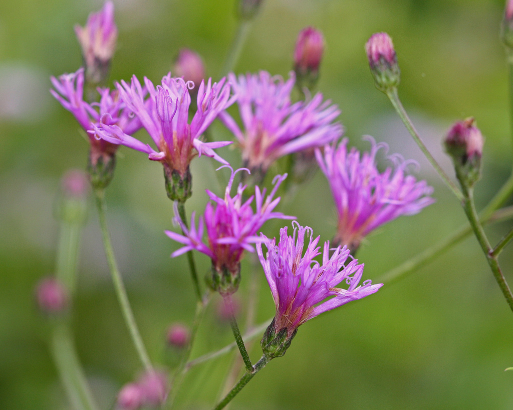 tall ironweed (Vascular Plants of Lost Cove Farm) · iNaturalist