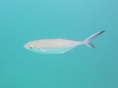 Alepes vari