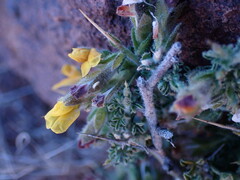 Melolobium microphyllum