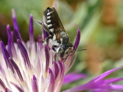 Megachile apicalis