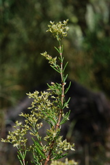 Polycarpaea filifolia image