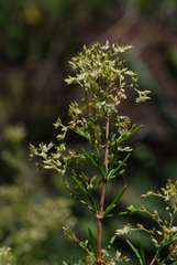Image of Polycarpaea filifolia