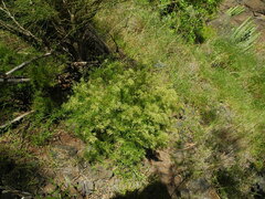 Polycarpaea filifolia