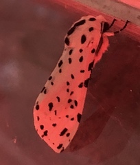 Hypercompe permaculata