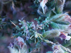 Melolobium microphyllum