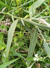 Chondrilla latifolia