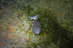 Abedus indentatus