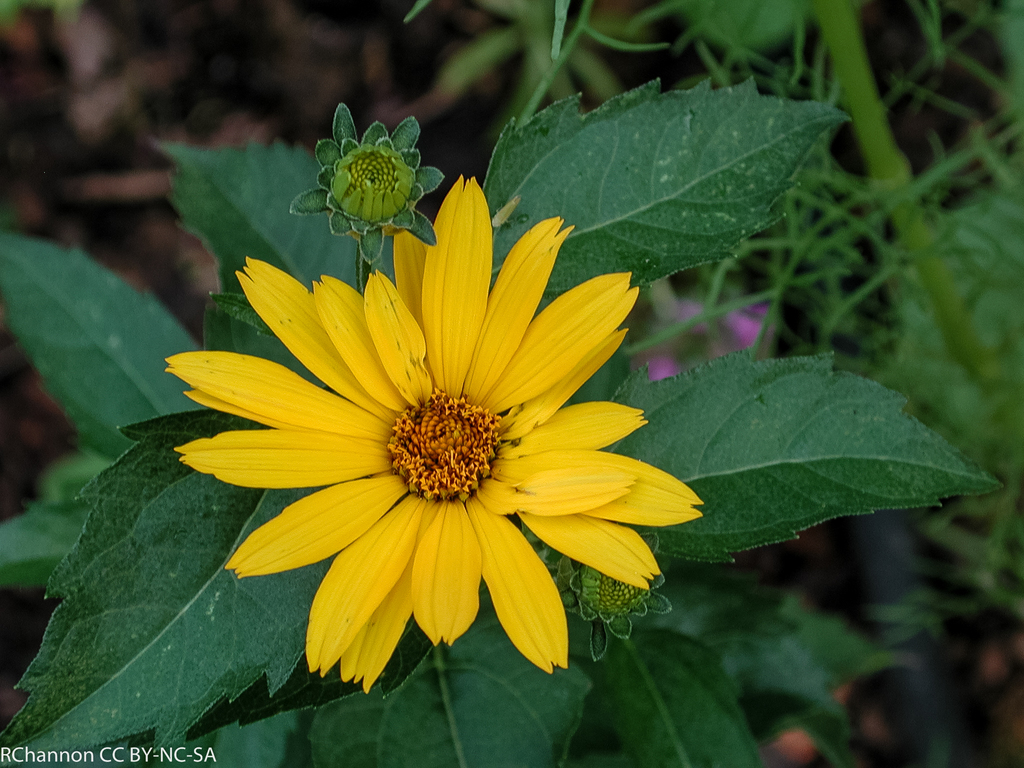 false sunflower (Vascular Plants of Lost Cove Farm) · iNaturalist
