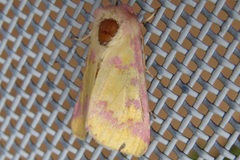 Psectrotarsia suavis