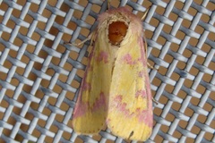 Psectrotarsia suavis