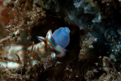 Felimare fregona