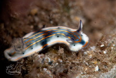 Felimare fregona