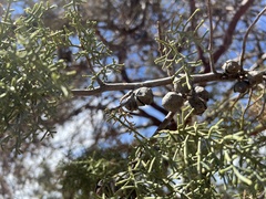 Juniperus arizonica