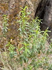 Brickellia longifolia multiflora