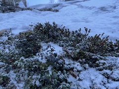 Vaccinium vitis-idaea