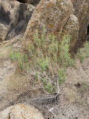 Brickellia longifolia multiflora