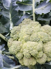 Brassica oleracea italica