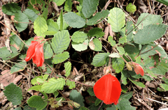 Periandra coccinea
