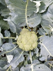 Brassica oleracea italica