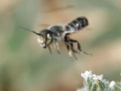 Megachile apicalis