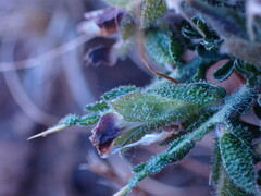 Melolobium microphyllum