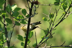 Setophaga fusca