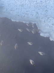 Anas platyrhynchos