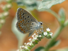 Polyommatus celina