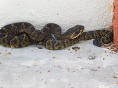 Crotalus molossus oaxacus