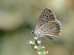 Polyommatus celina