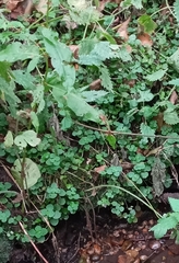 Chrysosplenium oppositifolium