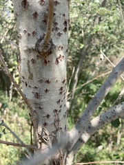 Populus alba