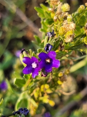 Anchusa procera