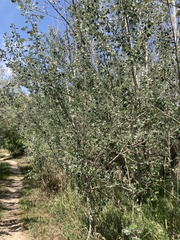Populus alba